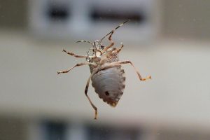 Traitement des punaises